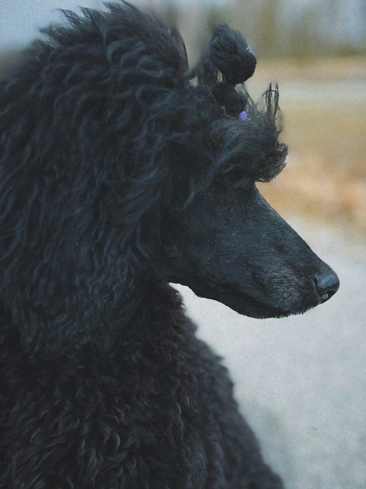 Galavanting The Beautiful Path black standard poodle